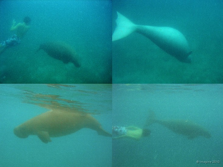 119- Romain et le dugong - Ilot Maitre.jpg